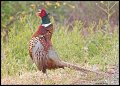 _3SB1901ring-necked pheasant
